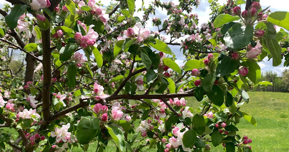 Thompson Family Farm