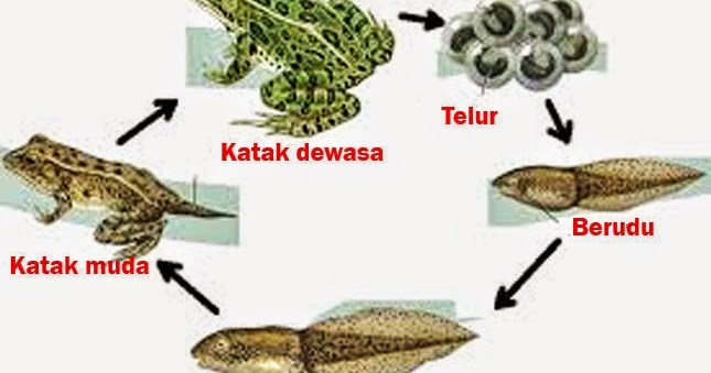 pengertian filum chordata meliputi subfilum, ciriciri dan