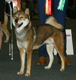 Shikoku Dog Breed 