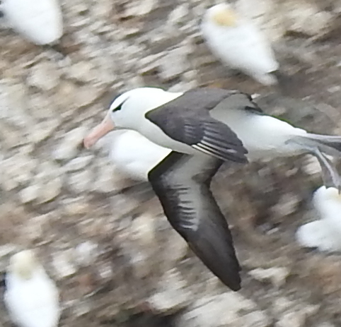 Bempton Cliffs 14/07/21