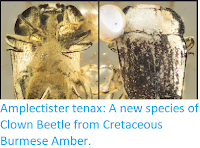 https://sciencythoughts.blogspot.com/2018/02/amplectister-tenax-new-species-of-clown.html