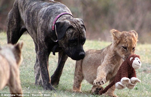 Dog as the mother of a 12 lion cub