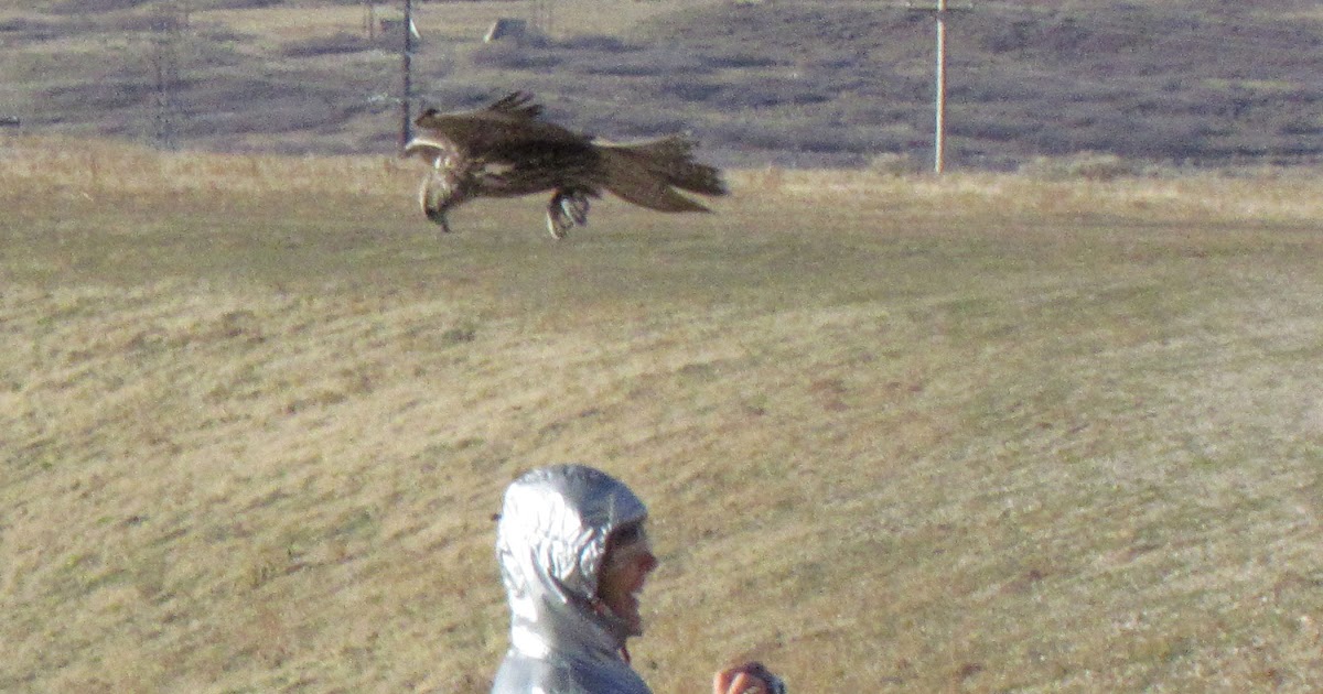 Hawks Are Fast Flying Predatory Birds