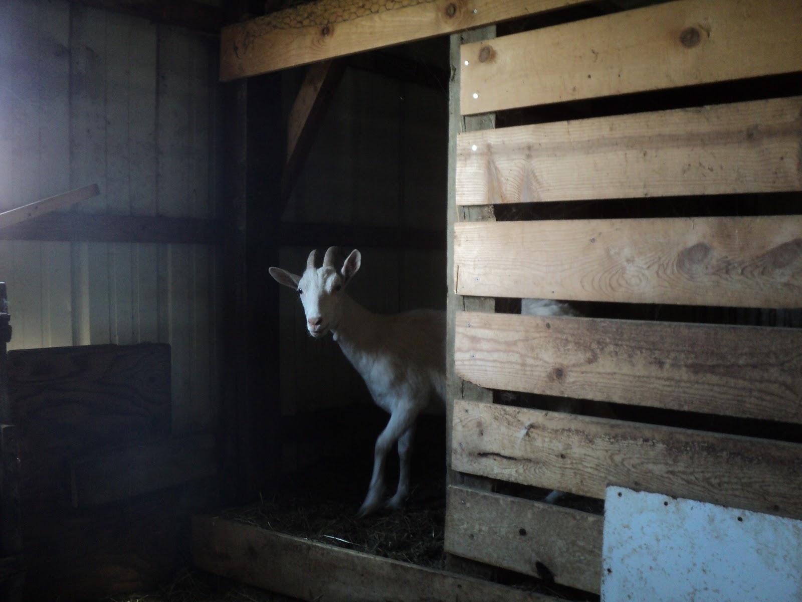 Once Upon a Family The Indoor Goat