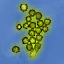 Medical Microbiology: Influenza Virus Type A, B & C
