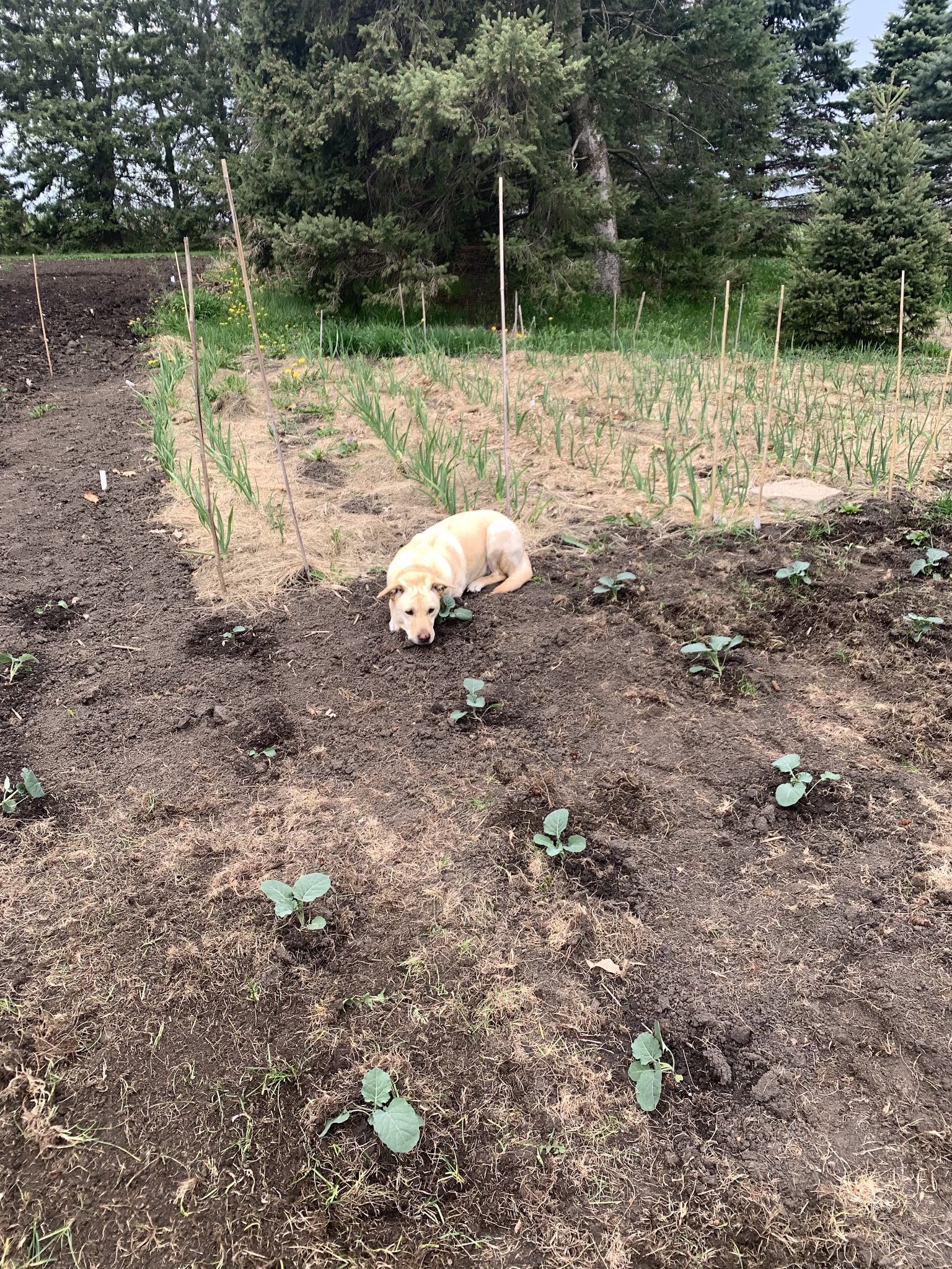 Why aren't my seeds germinating??