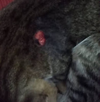 Imagem enviada pela leitora Patrícia PERGUNTE AO VET #1: Ferida em gato o que fazer?