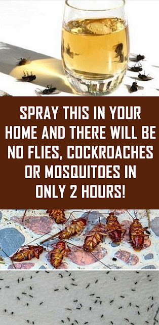 Spray This In Your Home and There Will Be No Mosquitoes, Cockroaches and Flies In Just 2 Hours