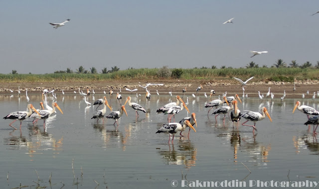 Migrated bird watching at Bhigwan kumbargaon - Simply amazing experience