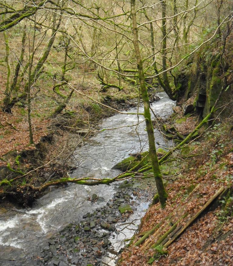 Pat Papertown 2 Carr Wood, near Ashworth Valley