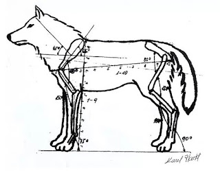 Çekoslovak kurt köpeği ırk standartları