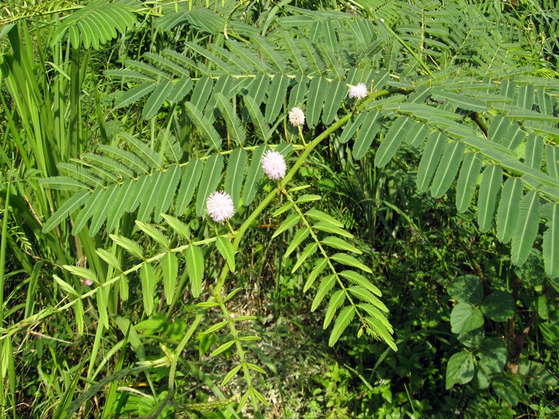 Mimosa pigra A Notorious Invasive Tree