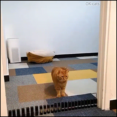 Amazing Cat GIF • Level up Challenge • Amazing ginger cat jumps over 250+ lipsticks! (Level 11) Amazing Cat GIF • Level up Challenge • Amazing ginger cat jumps over 250+ lipsticks! (Level 11)
