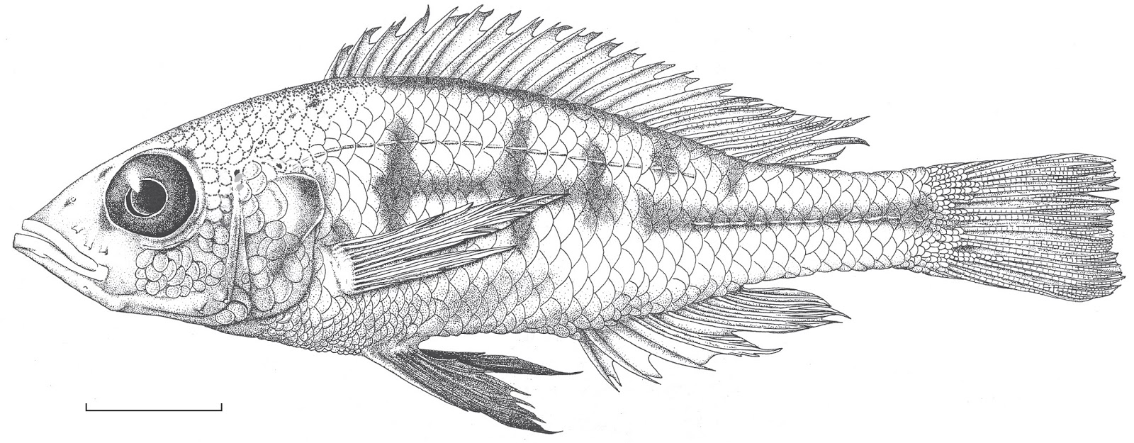 It is a graphic of Revered Drawing Fish Scales It's just a picture of Revered Drawing Fish Scales