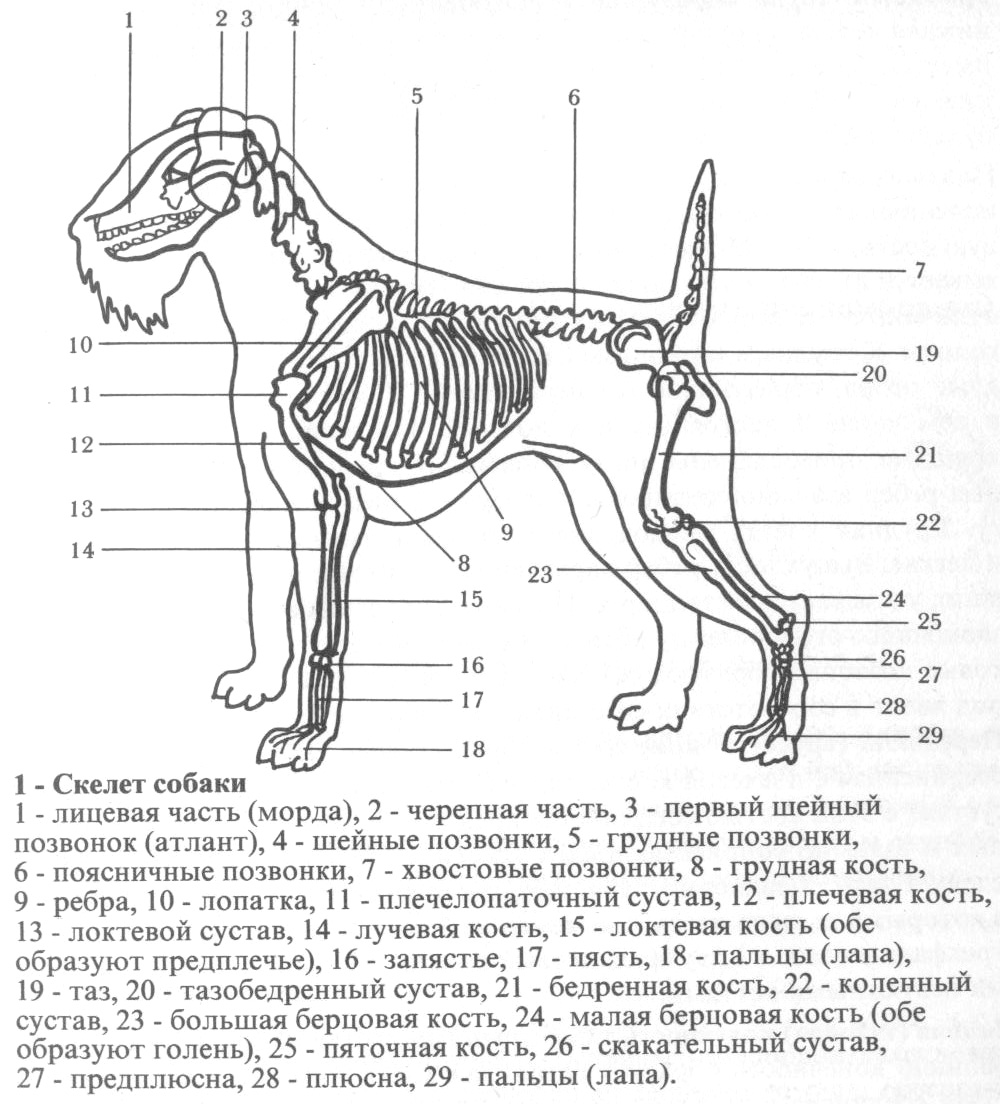 Строение собаки скелет анатомия