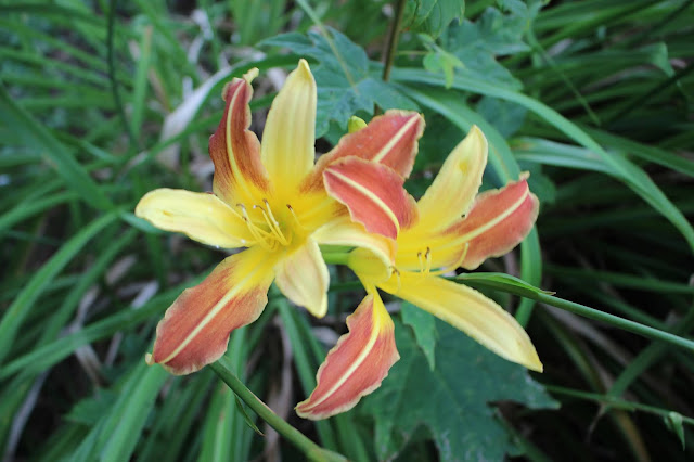 pair of caballero daylilies heirlooms