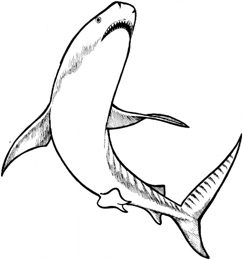 Animal coloring pages - Shark animal coloring sheet to print for kids