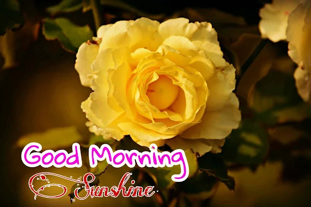 Good Morning Images with Yellow Rose Flower