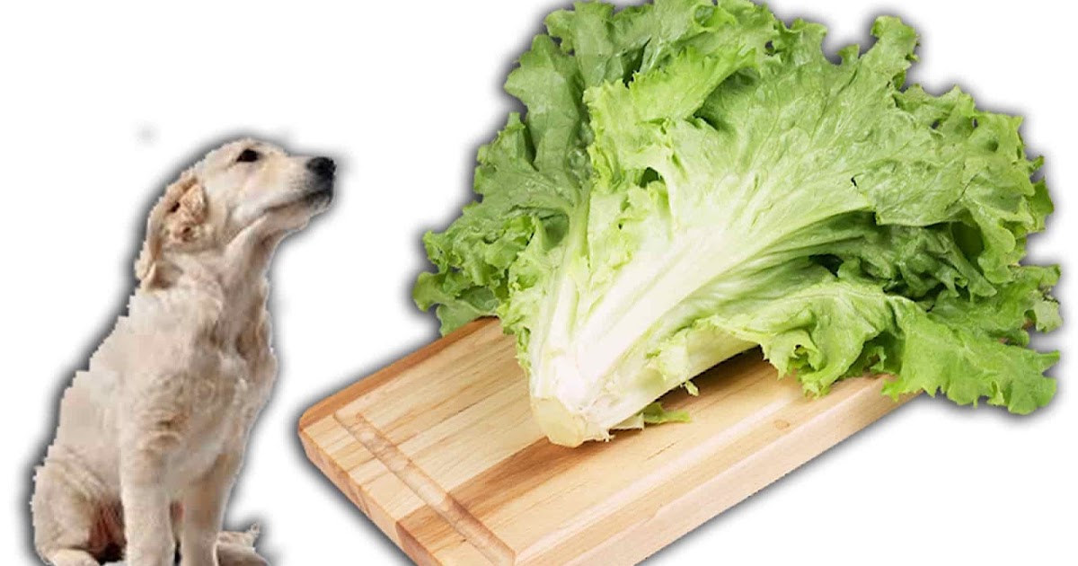 Is Romaine Lettuce Ok For Dogs