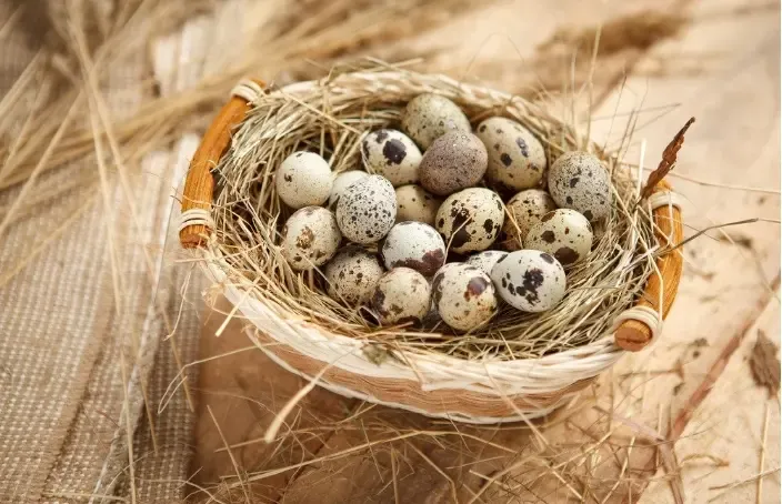 الكوليسترول في بيض الدجاج والسمان الكوليسترول في بيض الدجاج والسمان