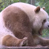 Único panda marrom do mundo permanece virgem após falhar mais uma vez em tentativa de acasalamento