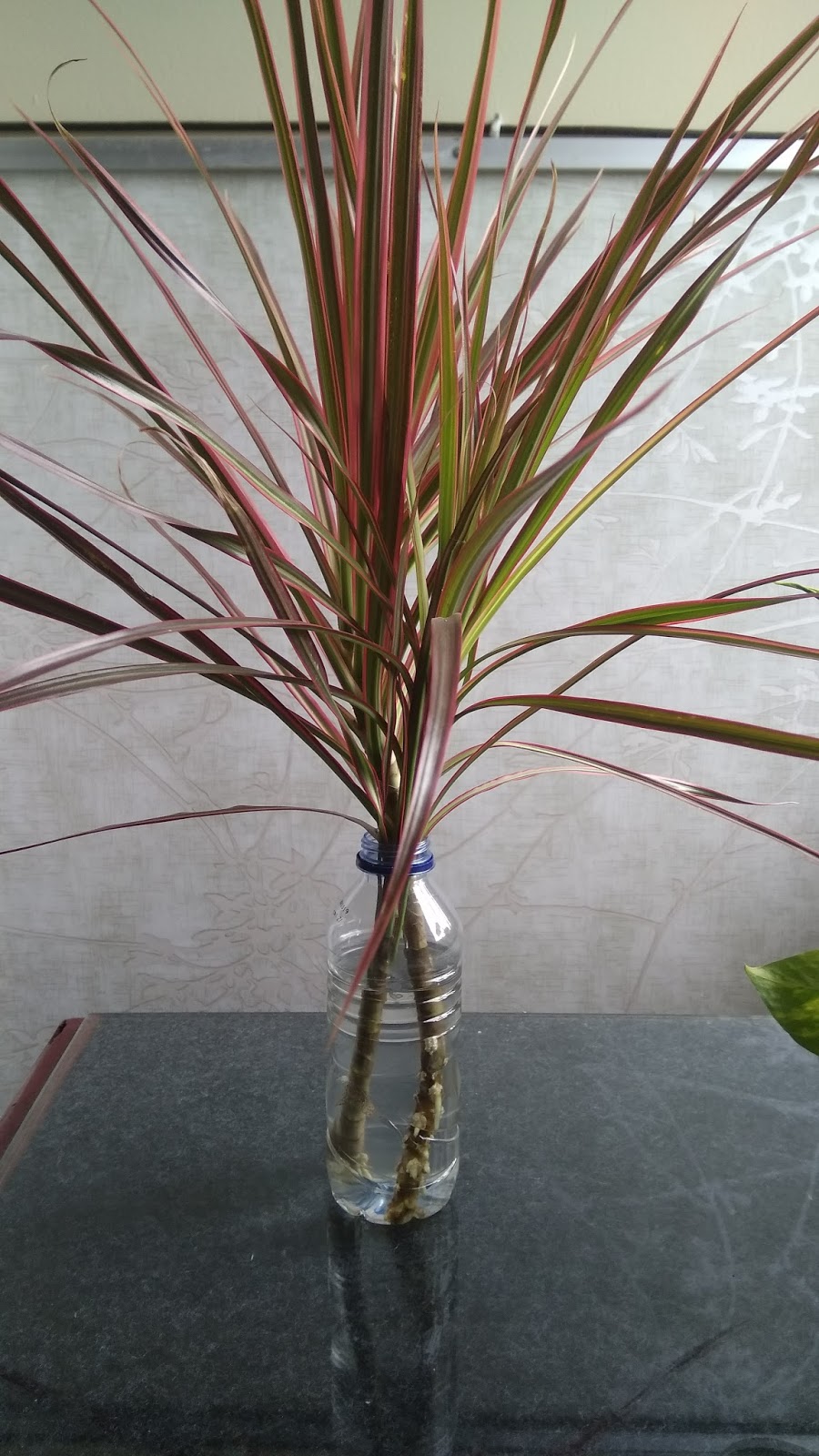 Buahseri Blogspot Com May 2015