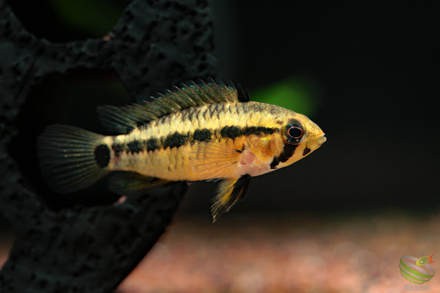 Apistogramma sp. middle curua