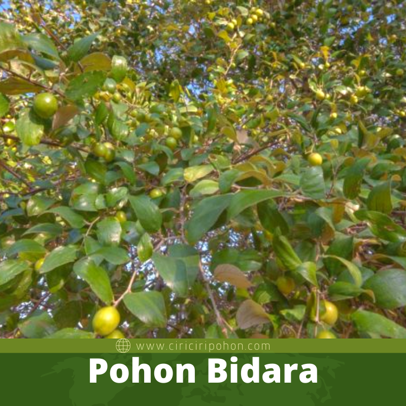 Pohon Bidara