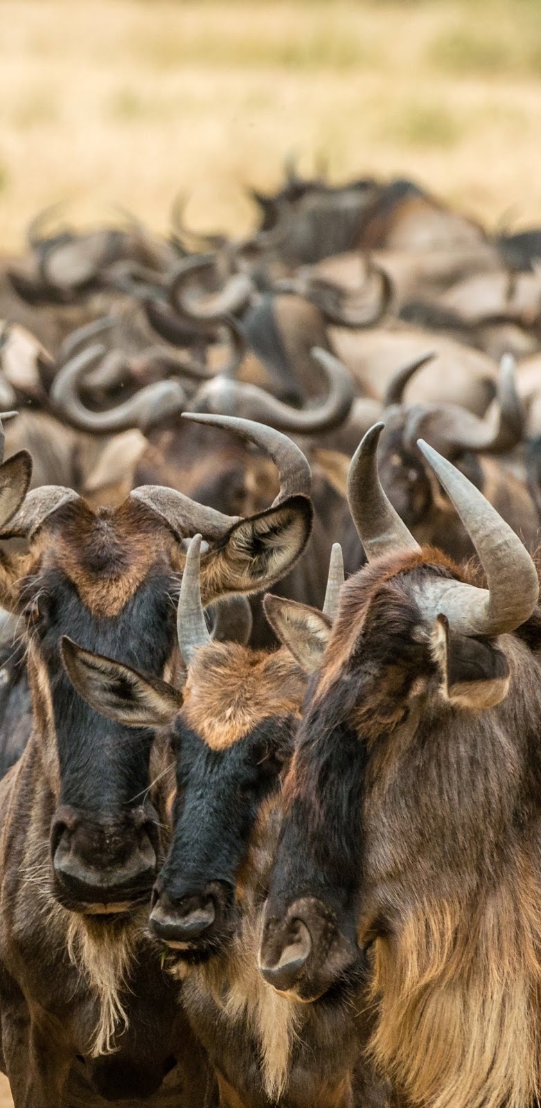 Wildebeest in Masai Mara migrating.
