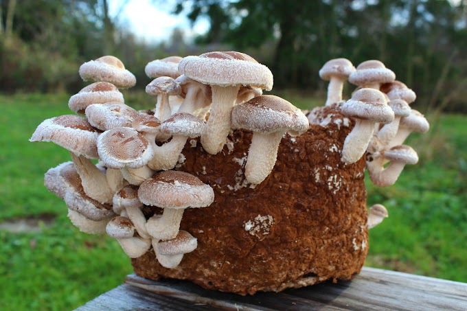 Nutritional benefits of Mushrooms | Medicinal benefits of Mushrooms
