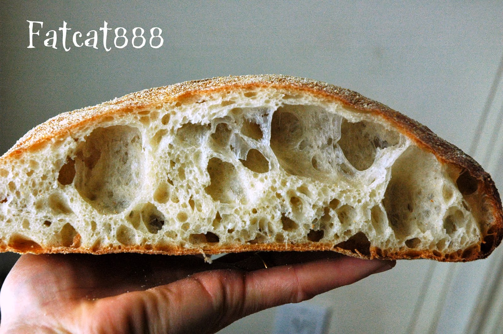 胖貓網誌 fatcat's blog HomeworkMy 1st homemade Paesano!