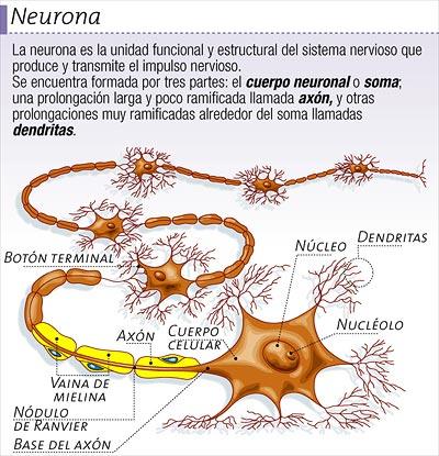 NEURONA DEL CUERPO HUMANO Y PARTES Dibujo de la neurona del cuerpo humano indicando partes