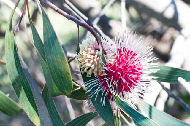 Photo of a pincushion hakea flower