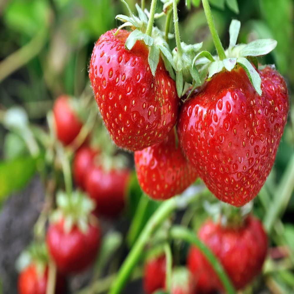 The flavor of San Andreas strawberry is very good ant it also shows good disease resistance.