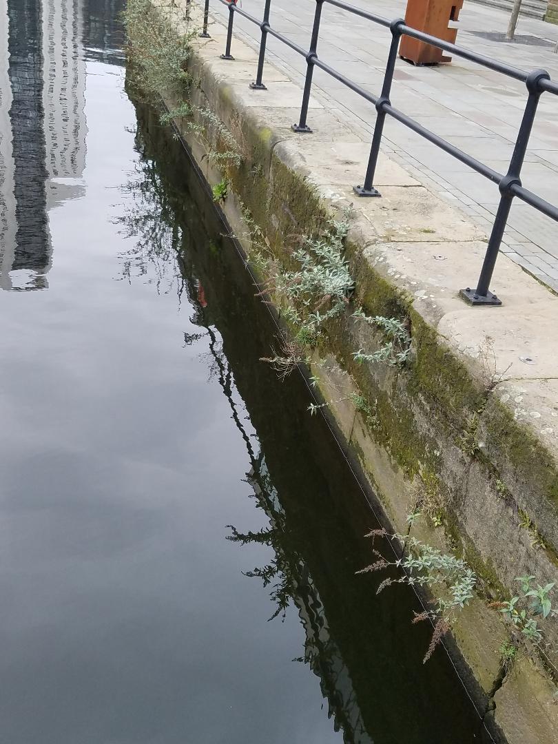 A Guide To Northeastern Gardening Pruning Buddleia Butterfly Bush