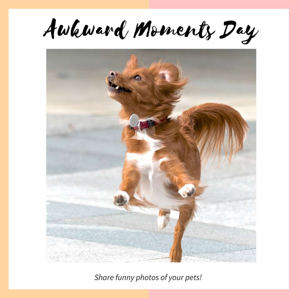 Awkward Moments Day Wishes for Instagram Awkward Moments Day Wishes for Instagram