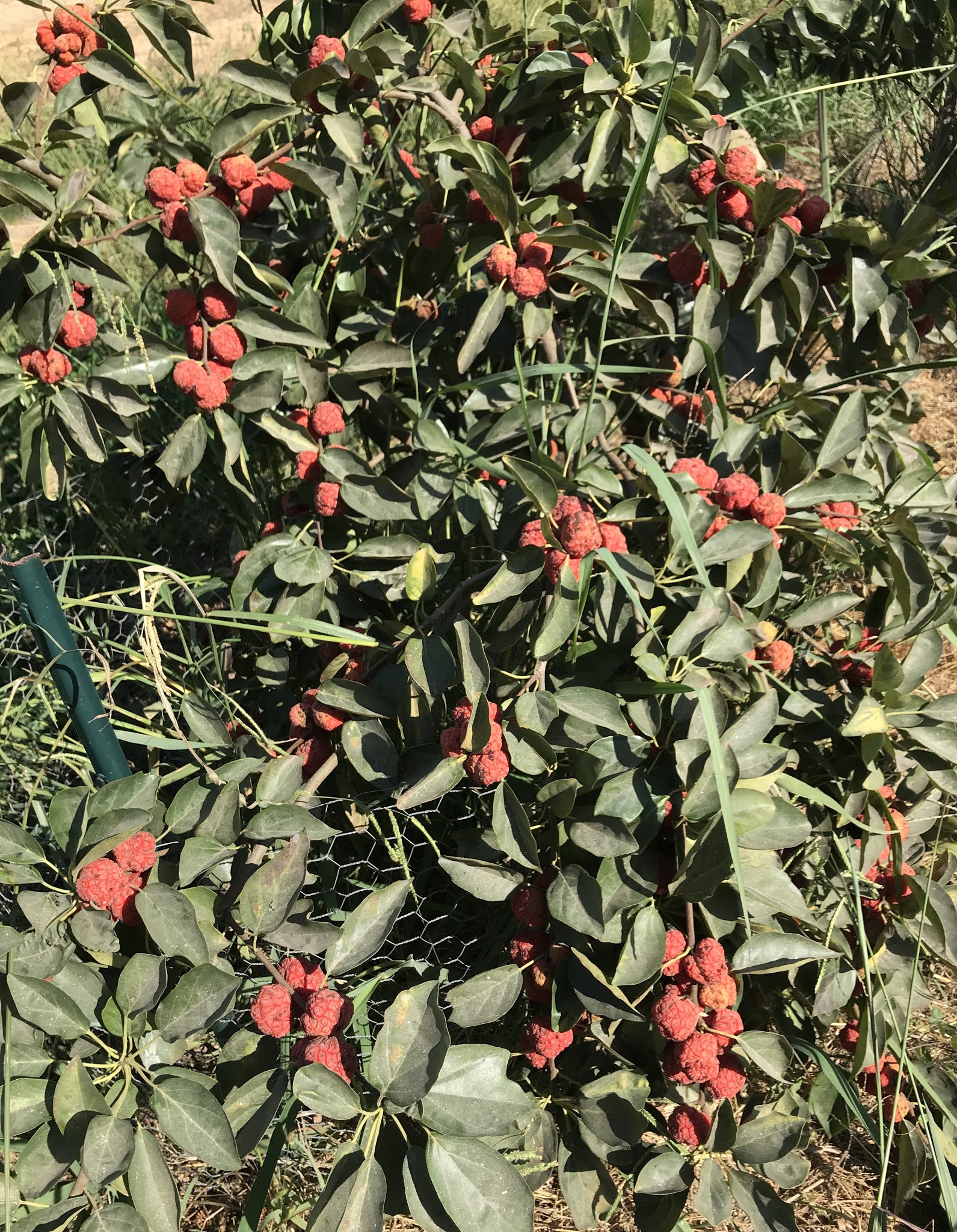 Gardening Che fruit or Mandarin melon berry cultivar Oregon Exotics