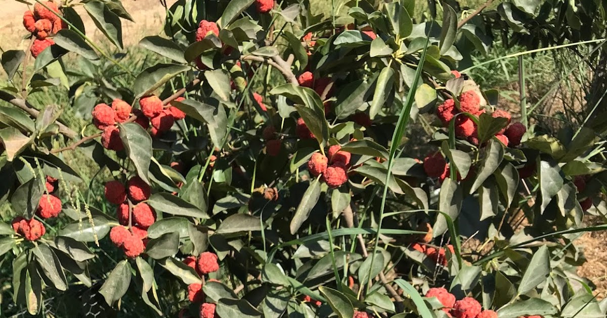 Gardening Che fruit or Mandarin melon berry cultivar Oregon Exotics