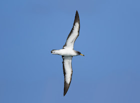 Cory's Shearwater - Scilly Isles