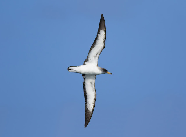 Cory's Shearwater - Scilly Isles
