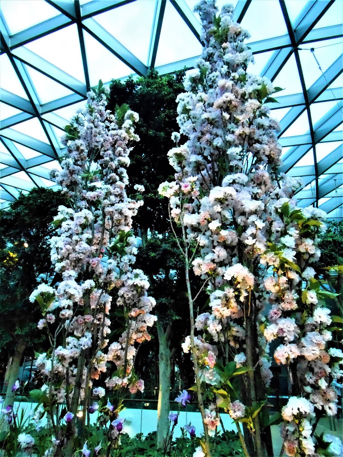 **mirroring mists** flowers of Changi's JEWEL