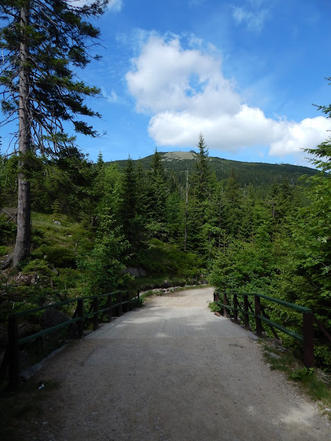 Śnieżne kotły, szrenica