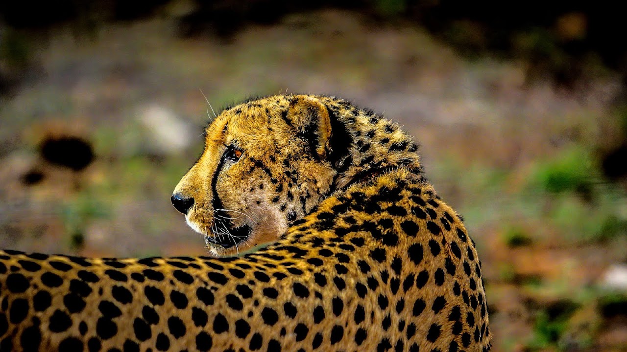 How Fast Is A Jaguar Cat Cat Choices