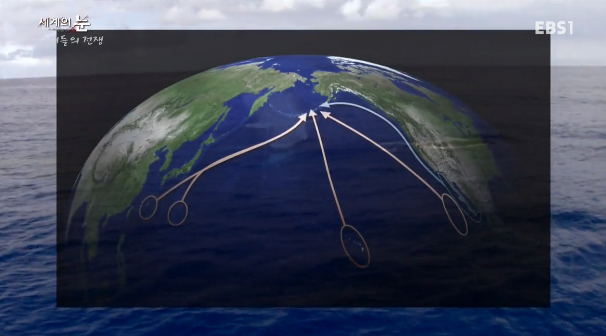 범고래 Vs혹등고래 | 인스티즈