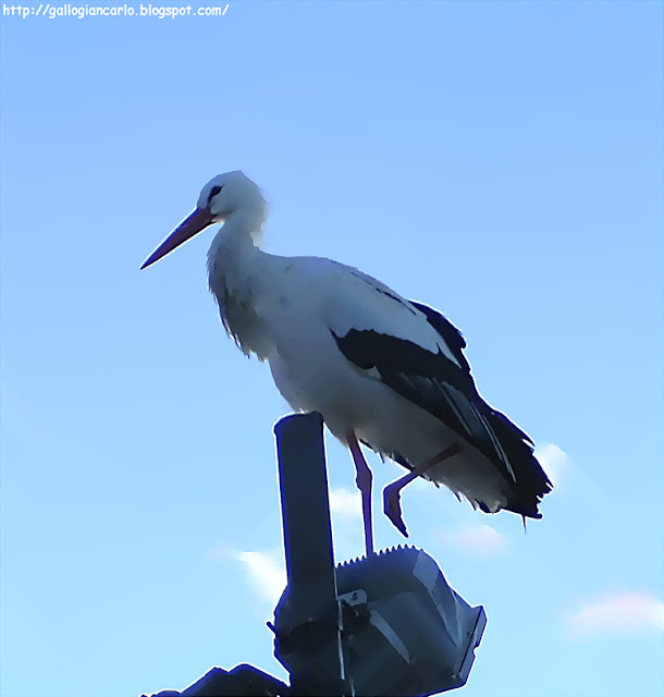 stork