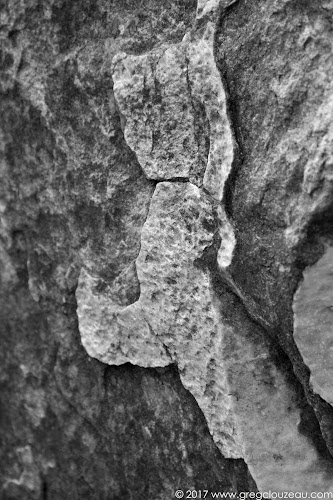 Droopy, Fontainebleau Droopy, Fontainebleau