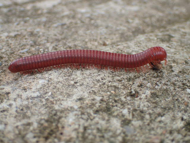 Trigoniulus corallinus Trigoniulus corallinus