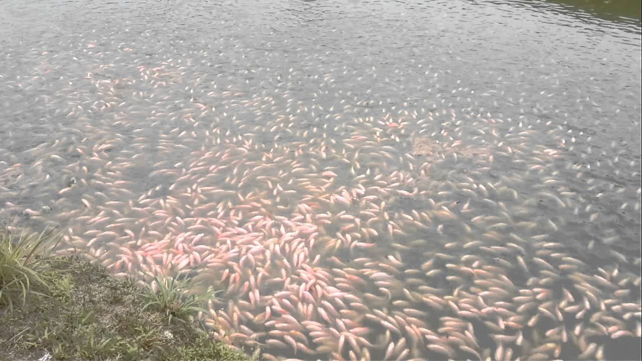 5 Jenis Ikan Tilapia Terbaik Yang Mampu Jana Keuntungan Lumayan Dalam