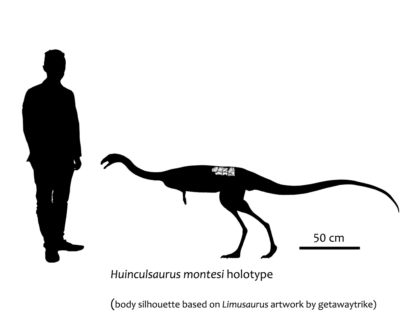Huinculsaurus%2Breconstruction%2Bcopia.jpg
