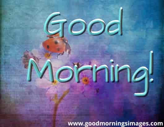 Good Morning Shayri With Images For Husband Good Morning Shayri With Images For Husband